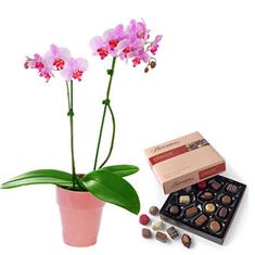 Orchid &amp; Chocolates 