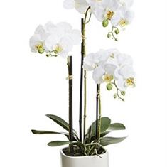 White Phalaenopsis Orchid Plant Same Day 