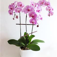 Phalaenopsis Orchid Plant Same Day 