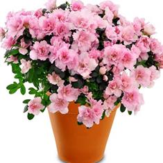 Azalea Plant 