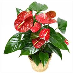 Anthurium Heart Leaf Plant 