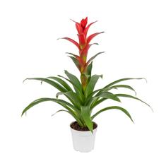 Guzmania