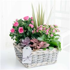 Large Planted Basket