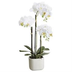 White Phalaenopsis Orchid Plant