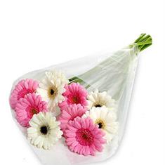 Gerbera&#39;s Special, Next Day service