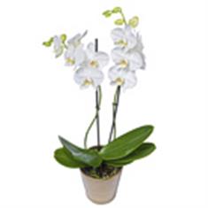 White Orchid 