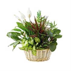 Planted Basket white 