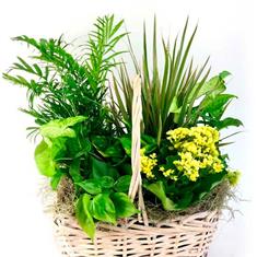 Deluxe Mixed Plants  Canada