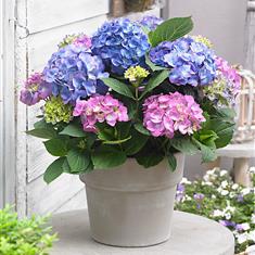 Hydrangea Plants 