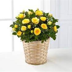 Yellow large Rose Plant 
