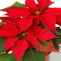 Pointsetta Plant Medium