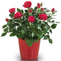 Mini red rose plant