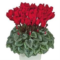 Cyclamen Red 