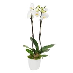 Phalaenopsis Orchid Plant Cyprus