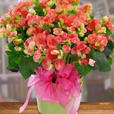 Begonia Plant 
