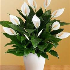 Peace Lily Plant 