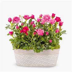 Double Mini Rose Plant Interfone Flowers London Florist